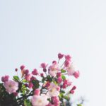 Fünf gute Gründe für frische Blumen